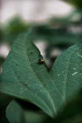 Insect