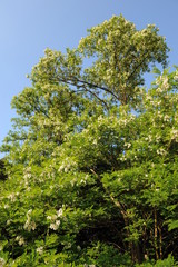 Blühende Robinie mit Bienen