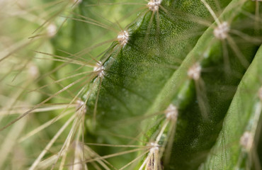 Macro image of a cactus