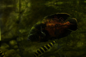 Tropical Exotic Aquarium fish close-up.