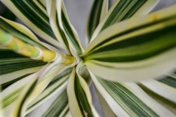 green fresh plants, leaves pattern