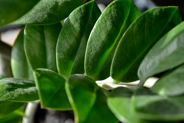Fototapeta na wymiar green fresh plants, leaves pattern