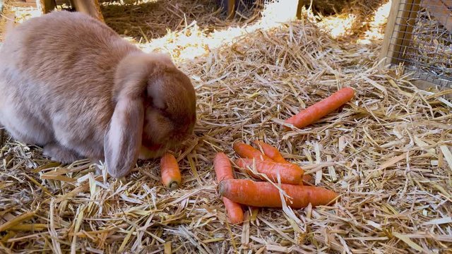beautiful brown, young and sweet widder rabbit eats fresh carrots in the rabbit hutch