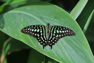 Beautiful black butterfly © Ahmet