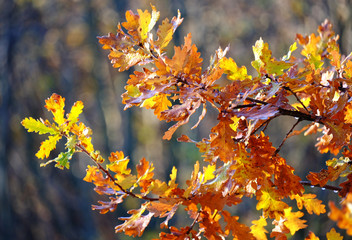 Kolorowe liście dębu w promieniach słońca, na tle lasu.