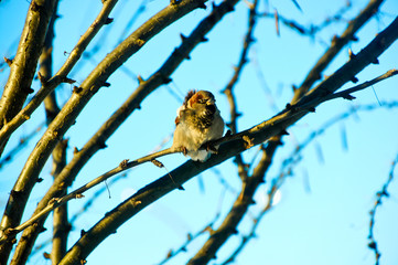 Sparrow sitting on a twig in windy weather against the spring sky
