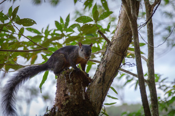 Squirrel in Tree
