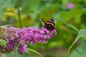 The butterfly of Tortoiseshell sits on lilac.