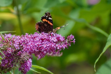 The butterfly of Tortoiseshell sits on lilac.
