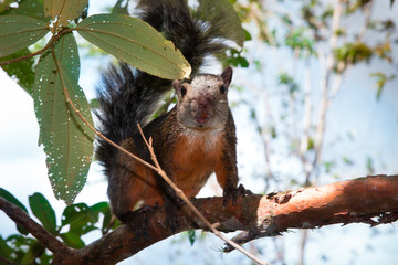 Squirrel in Tree