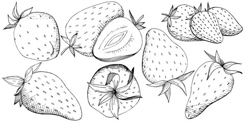 Vector Strawberry healthy food. Black and white engraved ink art. Isolated berry illustration element.