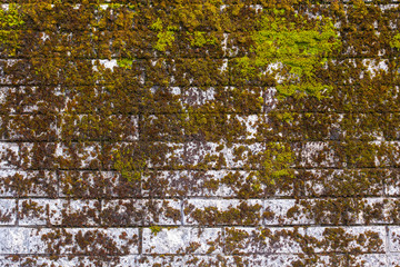 Naklejka premium Stone wall covered with green moss