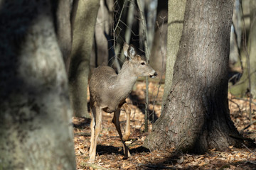 White-tailed deer (Odocoileus virginianus) also knows as Virginia deer - Hind in winter forest.Wild nature scene from Wisconsin