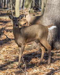 White-tailed deer (Odocoileus virginianus) also knows as Virginia deer - Hind in winter forest.Wild nature scene from Wisconsin