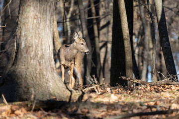 White-tailed deer (Odocoileus virginianus) also knows as Virginia deer - Hind in winter forest.Wild nature scene from Wisconsin