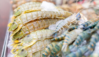 fresh mantis shrimp or oratosquilla