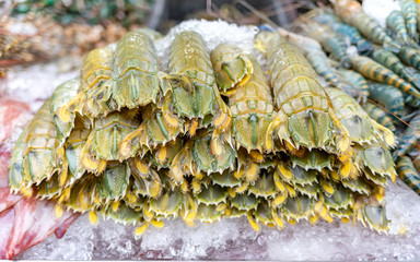 fresh mantis shrimp or oratosquilla