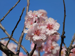 Pfälzer Mandelblüten