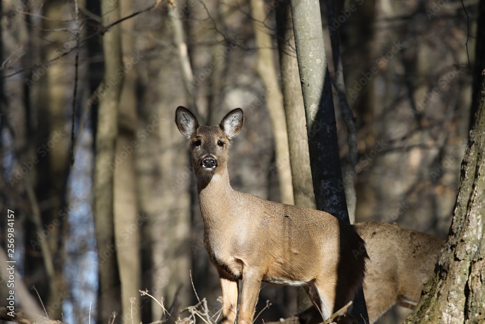 Sticker White-tailed deer (Odocoileus virginianus) also knows as Virginia deer - Hind in winter forest.Wild nature scene from Wisconsin