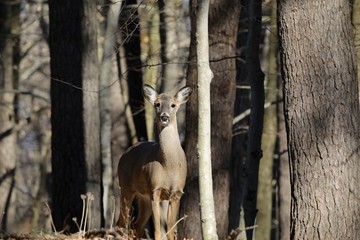 White-tailed deer (Odocoileus virginianus) also knows as Virginia deer - Hind in winter forest.Wild nature scene from Wisconsin