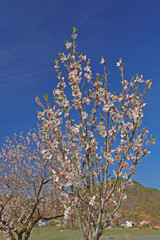 Pfälzer Mandelblüten