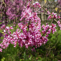Obraz premium Awakening in nature spring flowering plants