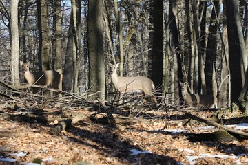 White-tailed deer (Odocoileus virginianus) also knows as Virginia deer - Hind in winter forest.Wild nature scene from Wisconsin
