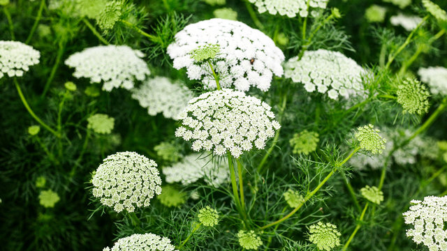 Lady 2024 lace flower