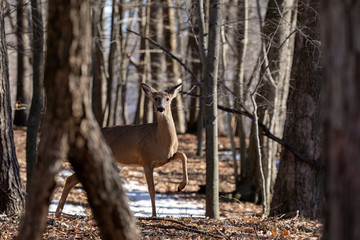 White-tailed deer (Odocoileus virginianus) also knows as Virginia deer - Hind in winter forest.Wild nature scene from Wisconsin