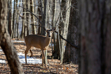 Naklejka na ściany i meble White-tailed deer (Odocoileus virginianus) also knows as Virginia deer - Hind in winter forest.Wild nature scene from Wisconsin