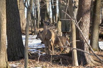 White-tailed deer (Odocoileus virginianus) also knows as Virginia deer - Hind in winter forest.Wild nature scene from Wisconsin