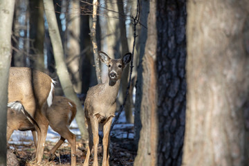 White-tailed Deer, natural scene , hint in the winter forest