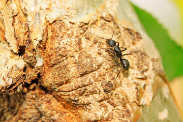 Camponotus japonicus on plant