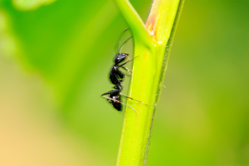 Camponotus japonicus on plant
