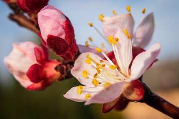 Apricot tree blossom. Macro shot of beautiful spring flowers on apricot tree.
