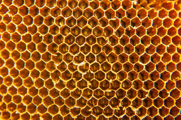 close up of Honeycomb bee home
