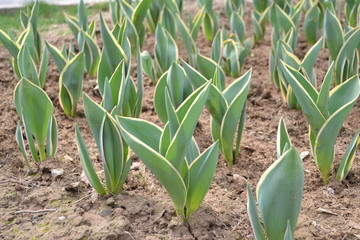 Fototapeta premium tulips growing in the garden