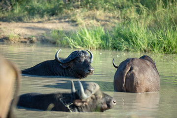 Obraz premium Buffalo bull wallowing in the waterhole.