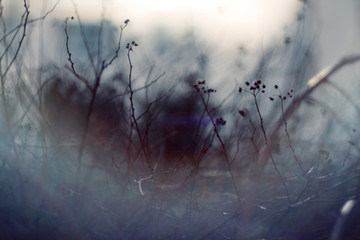 Dark abstract blurred background with branches of plants, whose branches partially hidden by the mist