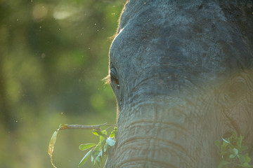 Elephants in the afternoon glow of setting summer sun.