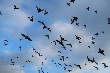 Nuée d'oiseaux en vol, sur fond de ciel bleu et de nuages