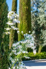 A closeup of wilting daisies growing out of a scrub in a park in Madrid, Spain during a lazy spring day in the late afternoon.