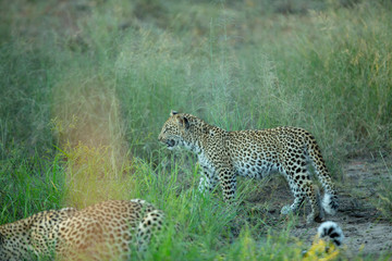 Leopardess with her cub drinking water