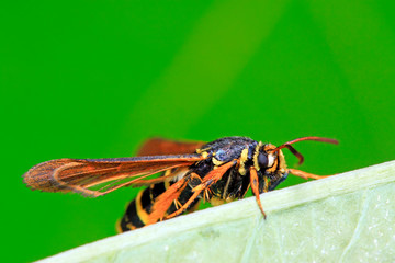 Aegeriidae insects on plant