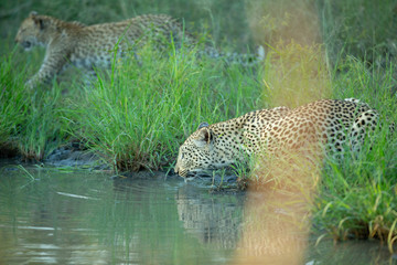 Fototapeta na wymiar Leopardess with her cub drinking water