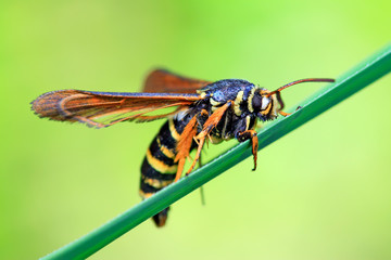 Aegeriidae insects on plant