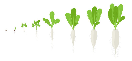Daikon growth stages. Planting of long white winter radish plant. Daikon life cycle. Vector illustration on white background.