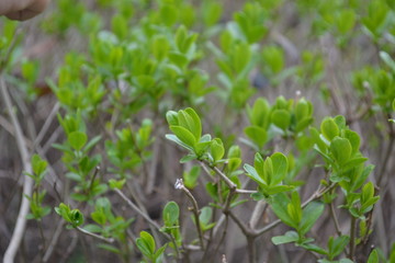green shrub