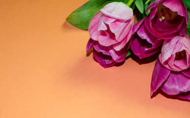 Fototapeta premium tulips, pink, isolated, tulip, white, background, flower, flowers, spring, bouquet, beautiful, holiday, green, beauty, plant, floral, blossom, composition, nature, summer, decoration, bright, celebrat