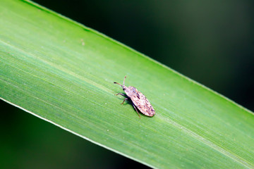 Tingidae insects on plant
